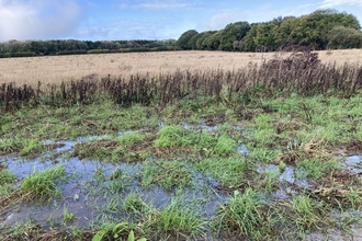 Wetland created at Wild Woodbury