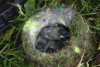 Great tit nest 