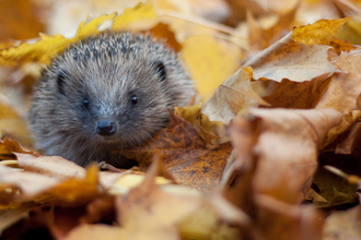 Hedgehog