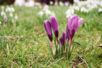 Crocus with snowdrops