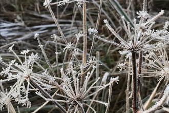 Frosty plants 