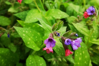 Pulmonaria in bloom