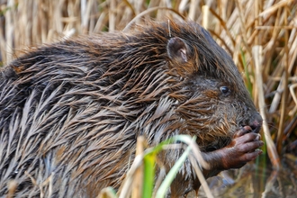 Beaver