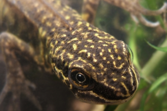 Male smooth newt