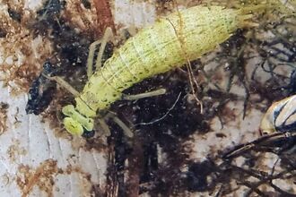 Nymph in water