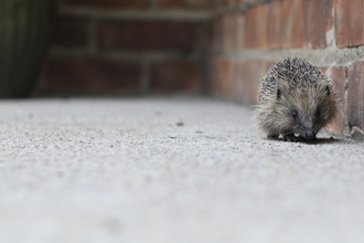 Hedgehog  walking along a brick wall and concrete floor