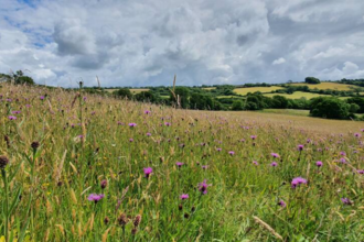 Kingcombe Meadows 