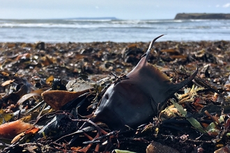 An eggcase also known as a mermaid's purse washed up amongst the seaweed on the strandline