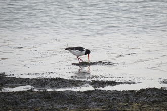 An oystercatch feeding on the mudflats at low tide