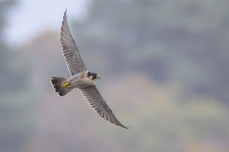 Peregrine falcon 