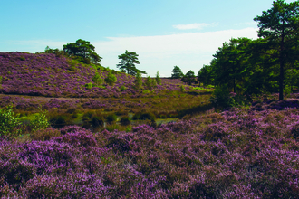 Sopley Common covered in pink heather