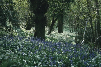 Stonehill Down nature reserve with a carpet of bluebells