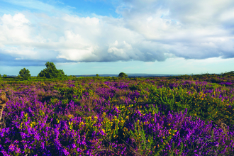 Upton Heath