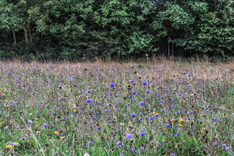 Devils bit scabious at Lords Mead Kingcombe