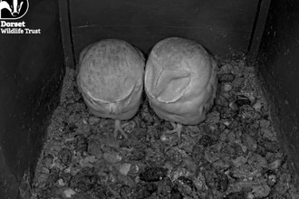 The breeding pair of owls in the nest box at Lorton Meadows 