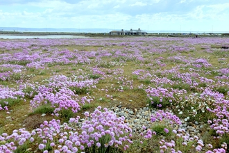 A view of the Wild Chesil Centre across a carpet of sea pinks