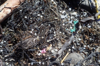 Nurdles on the beach at Kimmeridge Bay