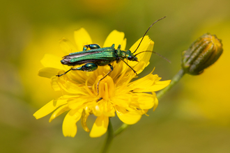 Thick-legged flower beetle 