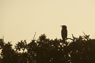 Sedge warbler 