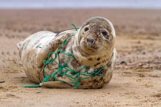 A seal laying on a beach with plastic netting around its neck