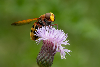 Hornet mimic hoverfly 
