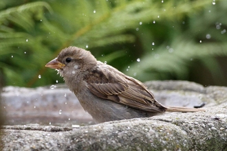 House sparrow bathing in a bird bath