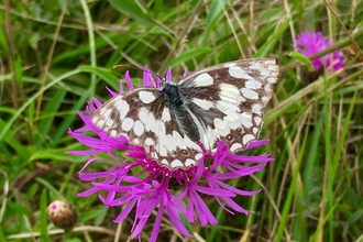 A black and white butterfly on pink flower