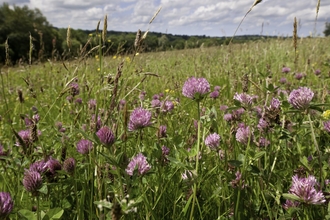A beautiful hay meadow beneath a cloudy sky. The meadow is filled with tall grasses in shades of green and brown, and the bright pink globe-like flowerheads of red campion