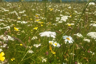 Wildflower meadow at Kingcombe