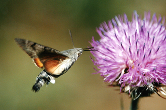 Humming-bird hawk-moth