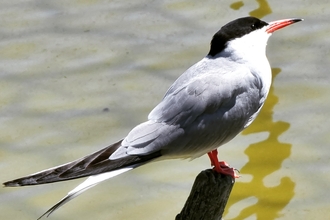 Common tern 