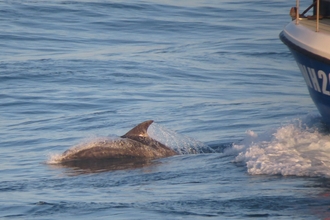 Bottlenose dolphins at Portland Bill