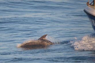 Bottlenose dolphins at Portland Bill