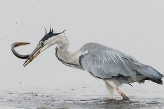Grey heron with eel at Lodmoor 