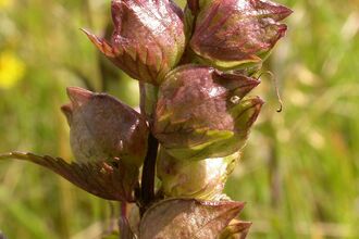 Yellow rattle 
