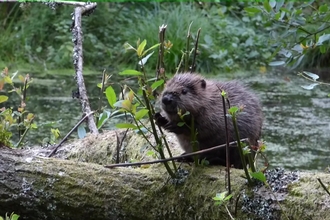 Second generation beaver kit feeding on willow branches 