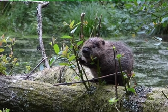 Second generation beaver kit feeding on willow branches 