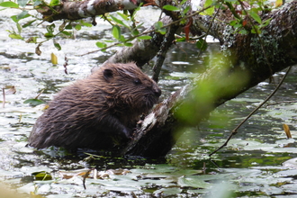 Second generation beaver kit in the water
