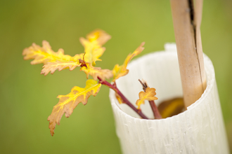 Leaves on an oak sapling, protected with a plastic collar and staked to help it grow