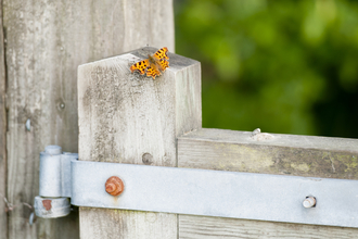 Orange butterfly sits on a wooden gate against an outdoor background