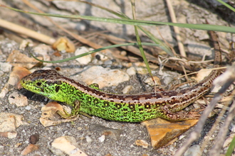 Sand lizard