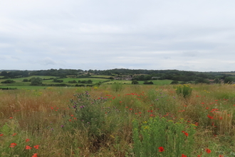 Thistle, ragwort and poppies at Wild Woodbury