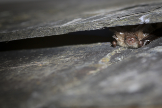 A brown long-eared bat perched under a rock looking into the camera