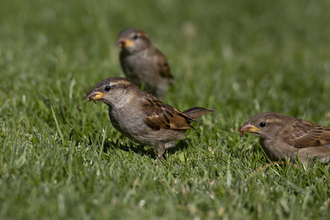 Female house sparrows 