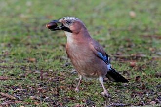 Jay with an acorn