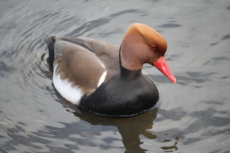 A drake red-crested pochard swimming. It's a striking duck with a black breast, brown back and head, fiery orange crown and bright coral red beak.