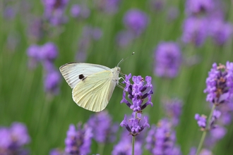 Large white butterfly on lavender 