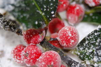 Holly berries in snow