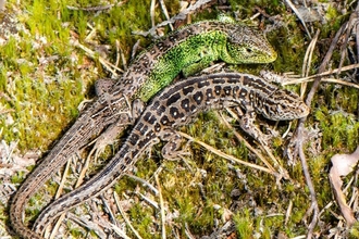 Sand lizard