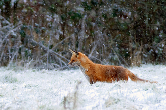 Red fox in the snow 